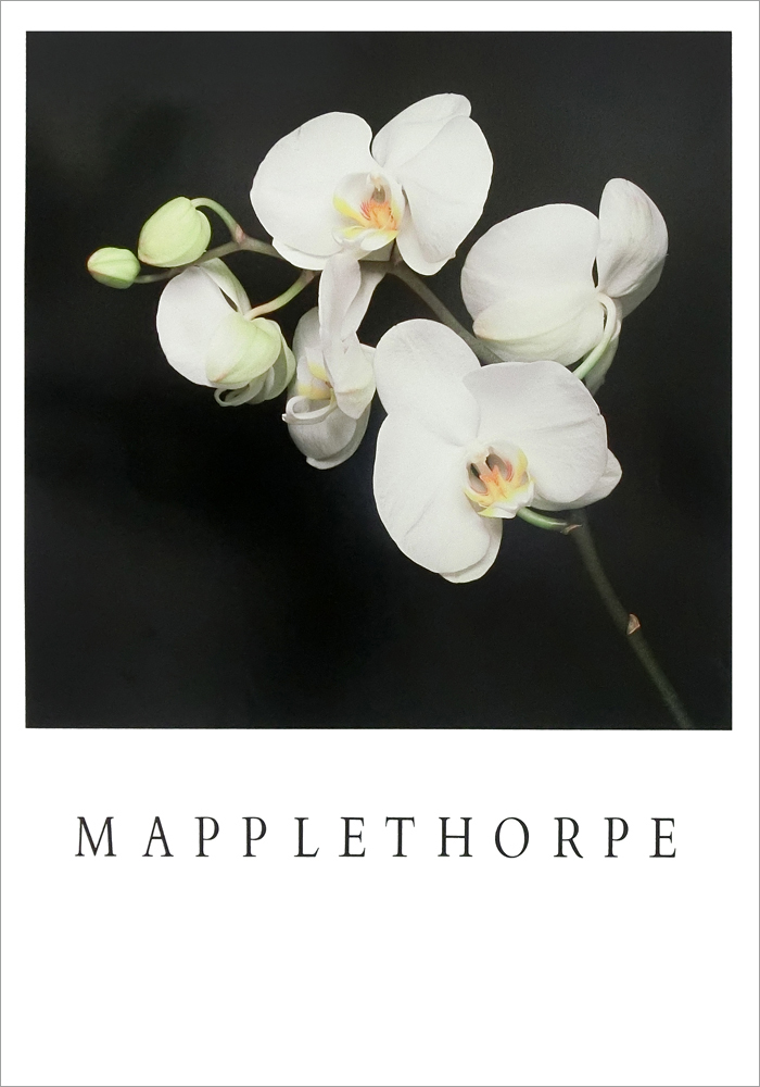 ロバート・メイプルソープ ポスター Orchids(1989) A5003 