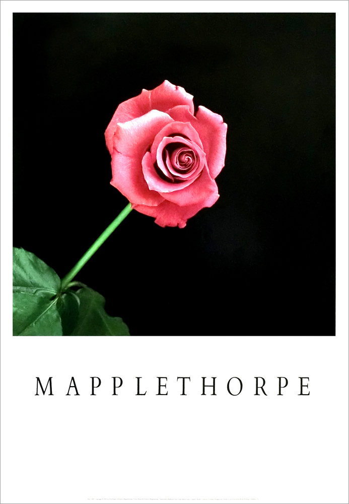 ロバート・メイプルソープ ポスター Rose(1989) A5005 