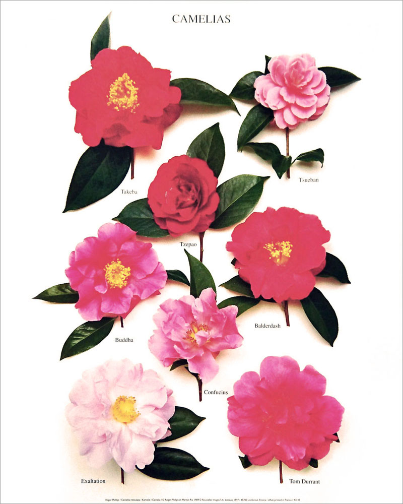 ヌーヴェルイマージュ社 CAMELIAS KE-43