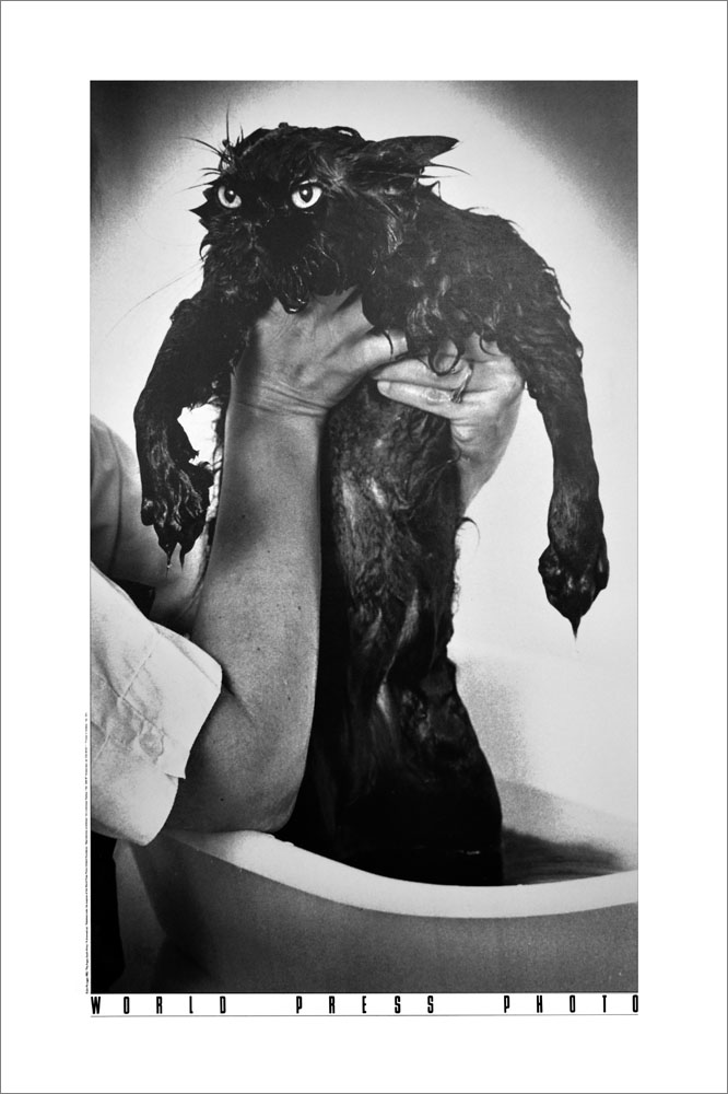 ジム・マクラガン ポスター A drowned cat №293