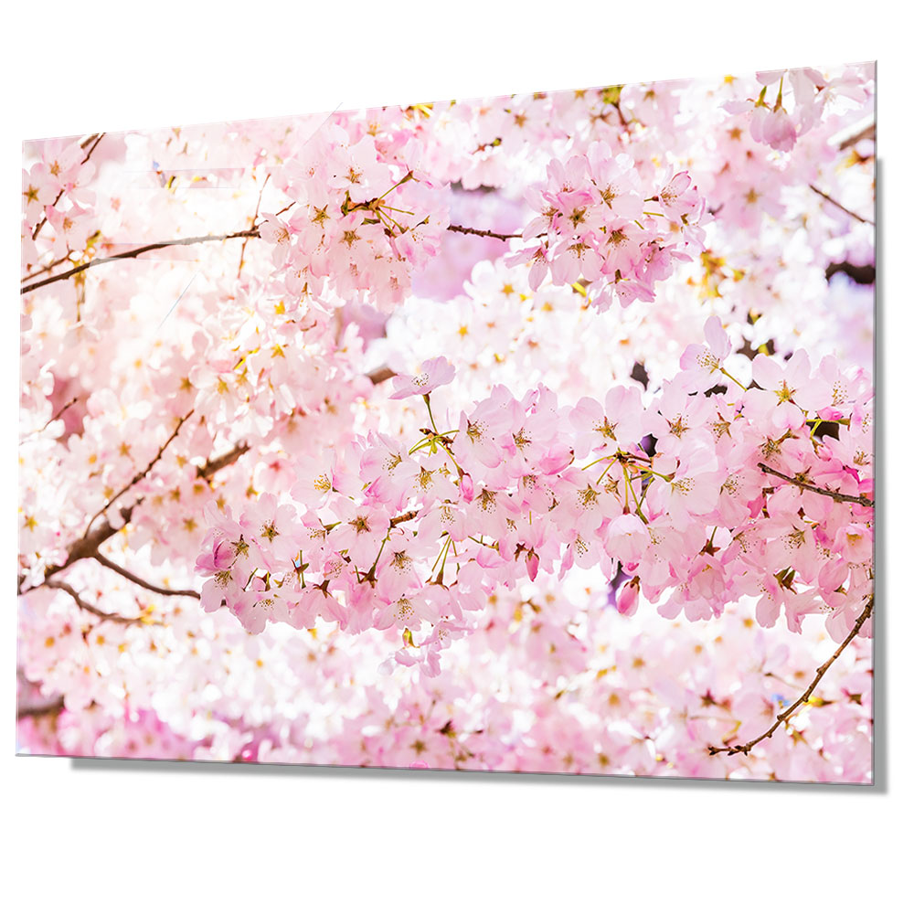 WITH FOTO アクリルフォト A2 満開の桜/Cherry tree in full bloom
