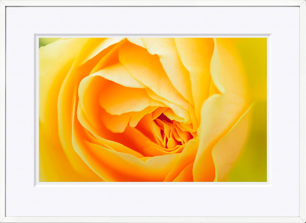 WITH FOTO インテリアフォト額装 A2 黄色いバラ/Yellow rose    