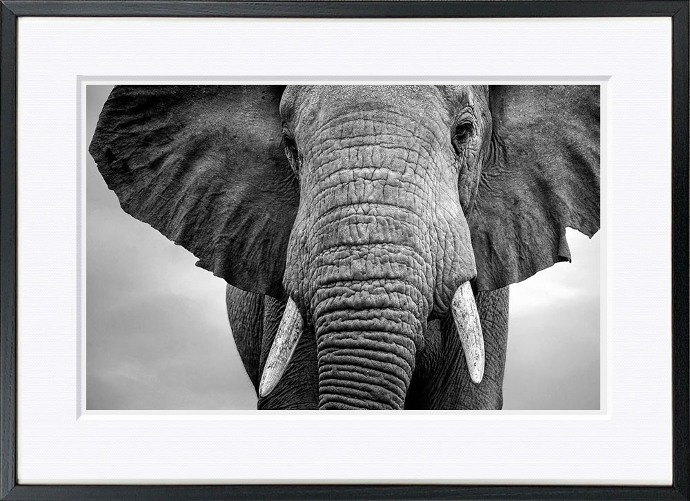 WITH FOTO インテリアフォト額装 A2 耳を広げた象/Elephant with ears extended  