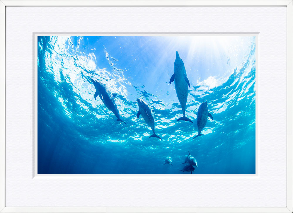 WITH FOTO インテリアフォト額装 A2 バハマ諸島のイルカ/Bahamas Dolphin    