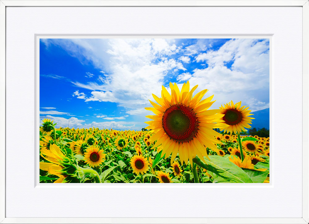 WITH FOTO インテリアフォト額装 A2 満開のひまわり/Sunflower in Full bloom  