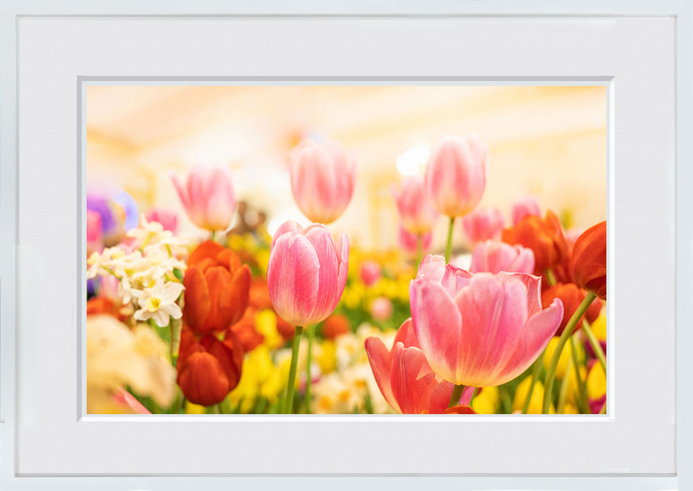 WITH FOTO インテリアフォト額装 A2 チューリップの花畑/Beautiful flower tulips