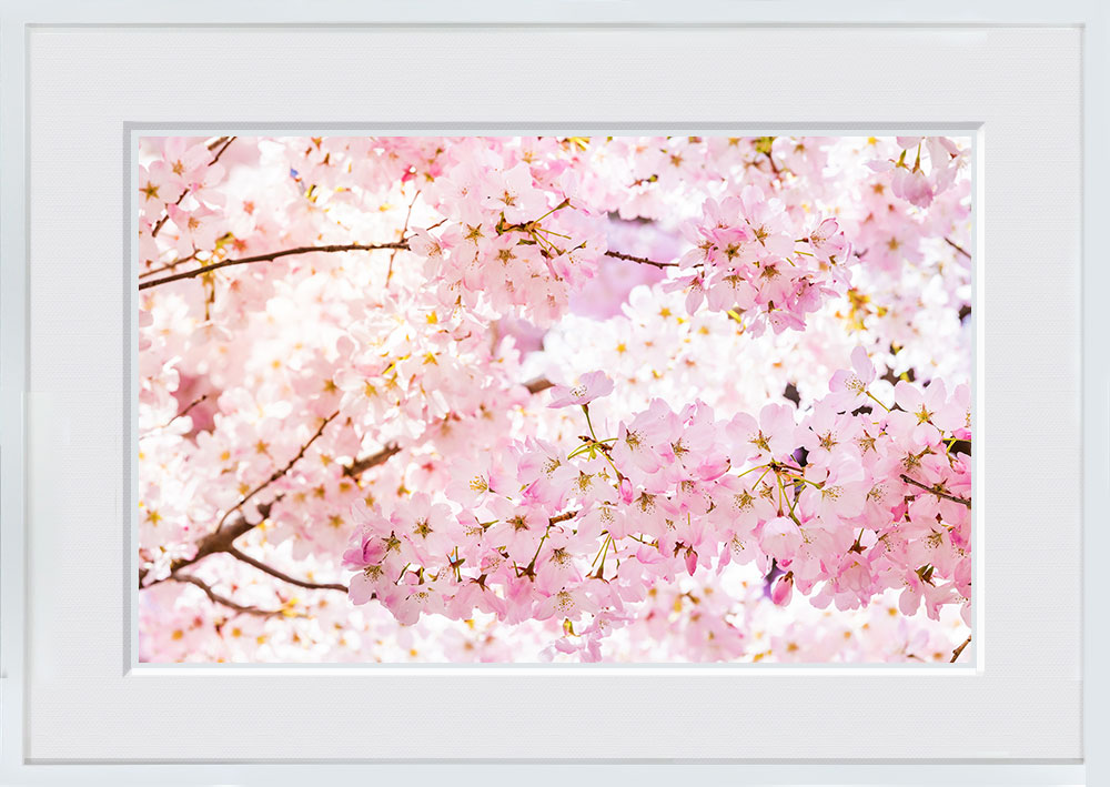 WITH FOTO インテリアフォト額装 A2 満開の桜/Cherry tree in full bloom