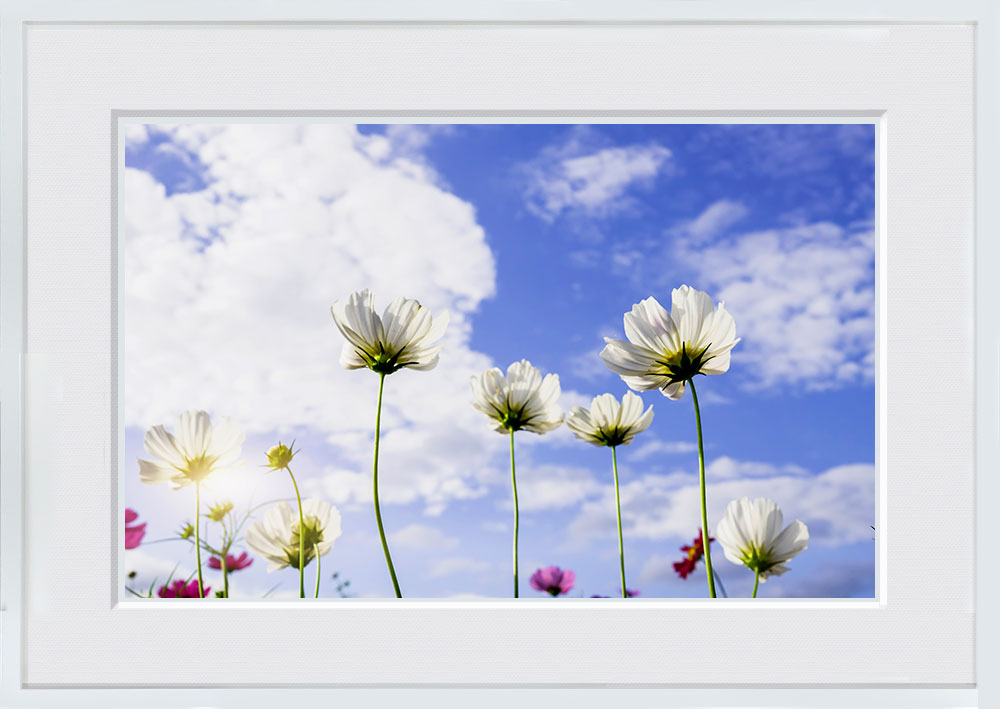 WITH FOTO インテリアフォト額装 A2 コスモスの花と空/Cosmos flowers and sky