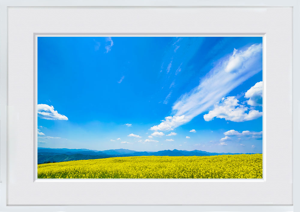 WITH FOTO インテリアフォト額装 A2 菜の花畑/Rape field