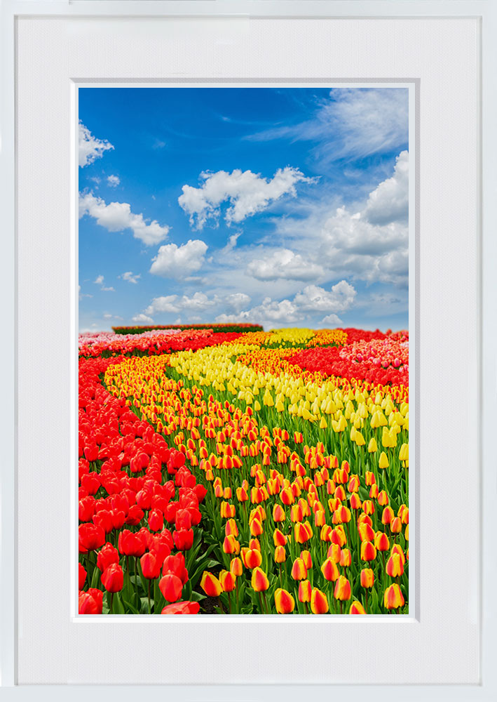 WITH FOTO インテリアフォト額装 A2 青空とチューリップ畑/Blue sky and tulip fields