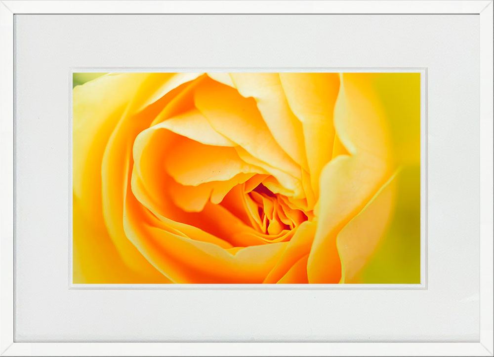 WITH FOTO インテリアフォト額装 A3 黄色いバラ/ Yellow rose    