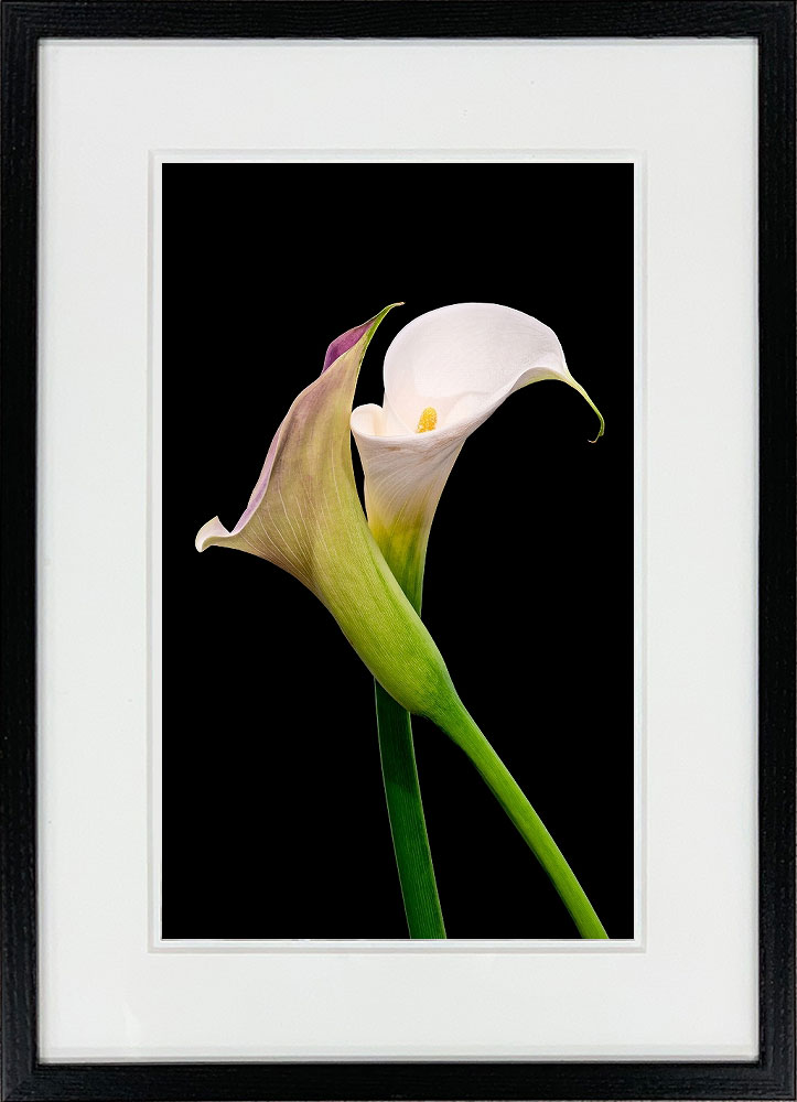 WITH FOTO インテリアフォト額装 A3 オランダカイウ/ Calla blossoms    