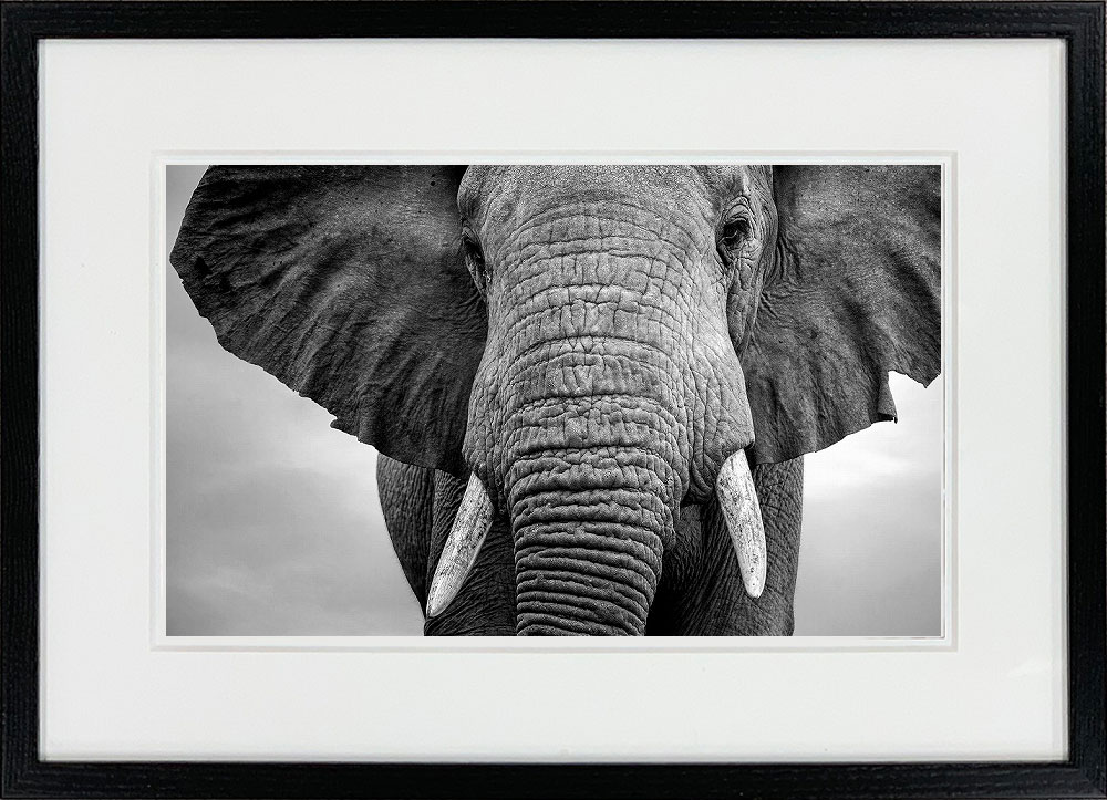 WITH FOTO インテリアフォト額装 A3 耳を広げた象/ Elephant with ears extended  