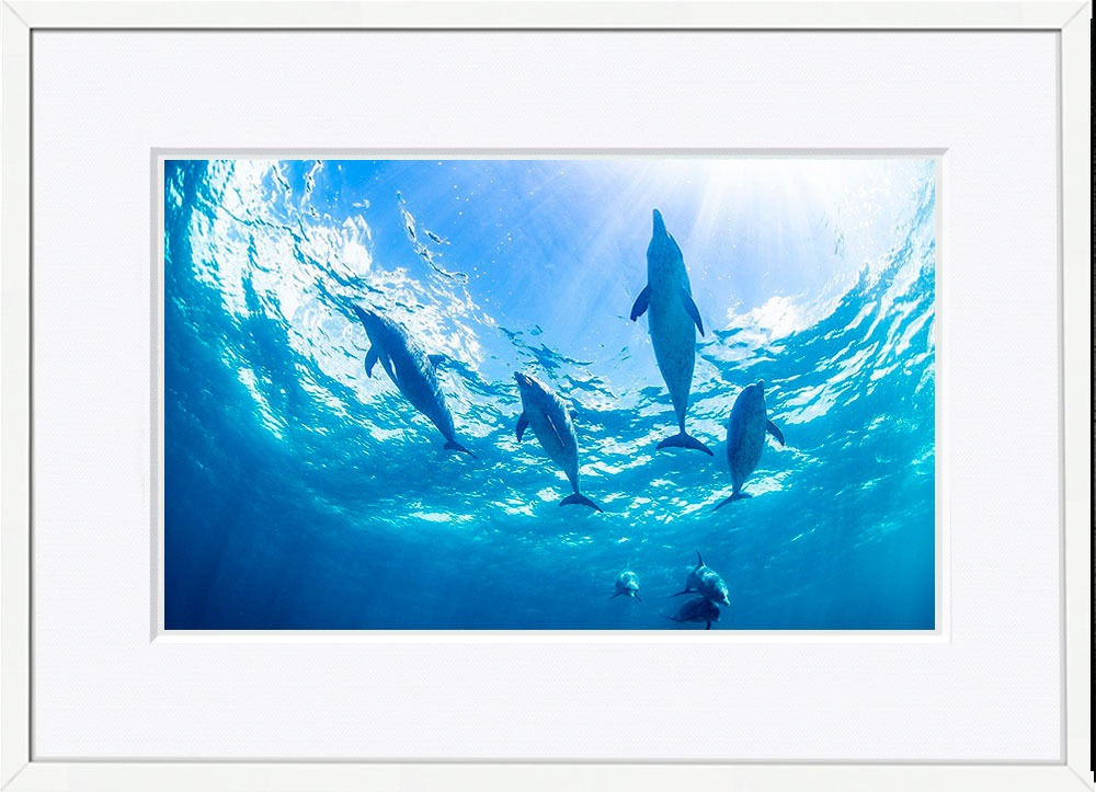 WITH FOTO インテリアフォト額装 A3 バハマ諸島のイルカ/ Bahamas Dolphin    