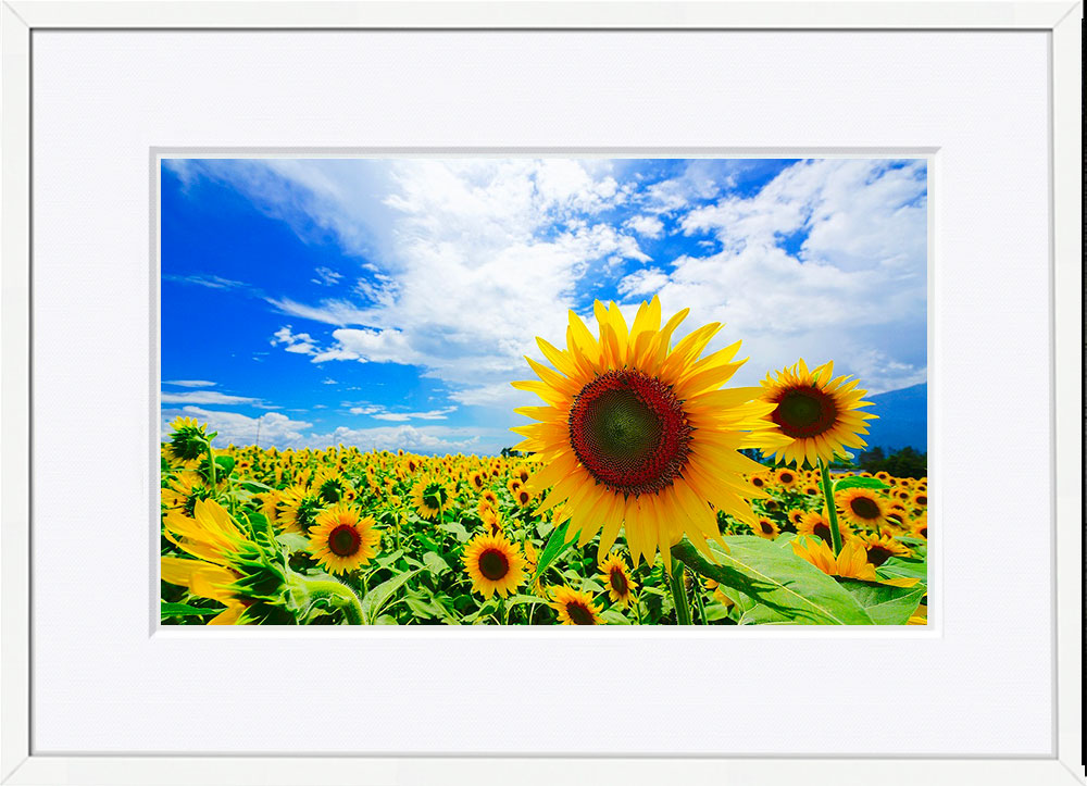 WITH FOTO インテリアフォト額装 A3 満開のひまわり/ Sunflower in Full bloom  