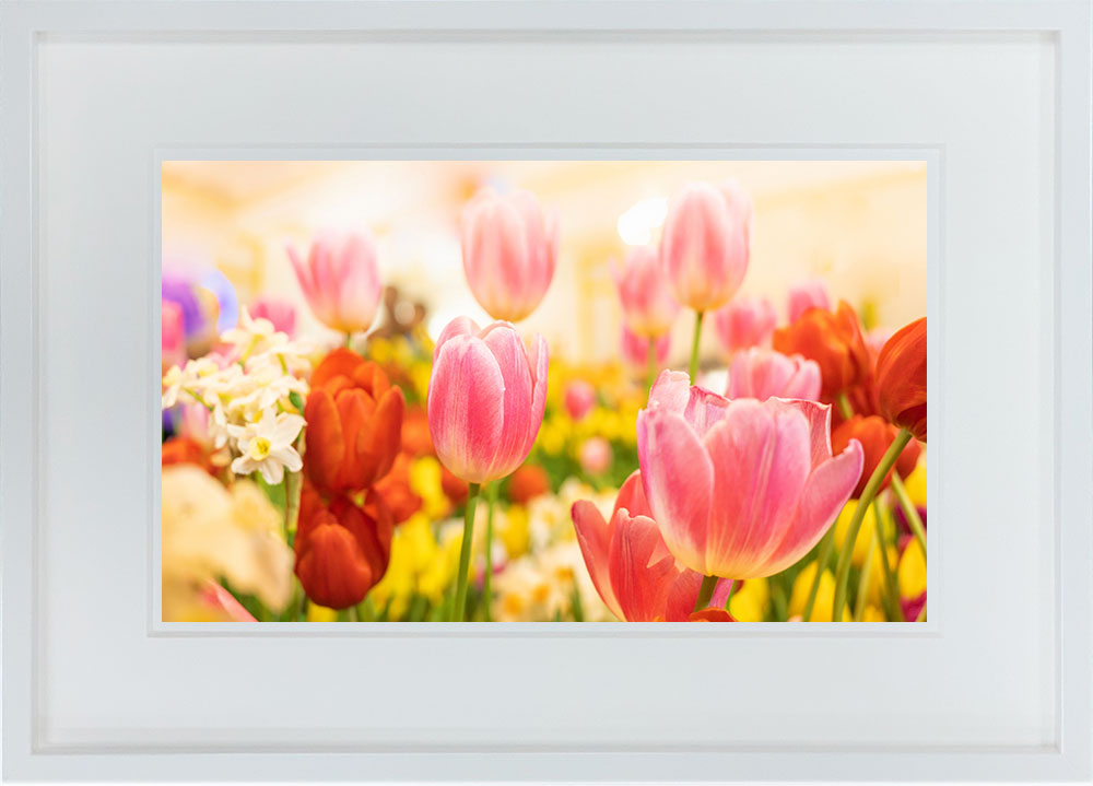 WITH FOTO インテリアフォト額装 A3 チューリップの花畑/Beautiful flower tulips