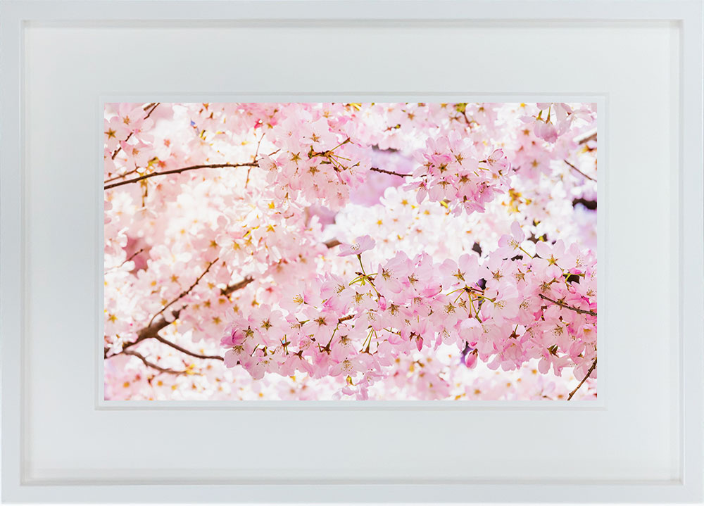 WITH FOTO インテリアフォト額装 A3 満開の桜/Cherry tree in full bloom