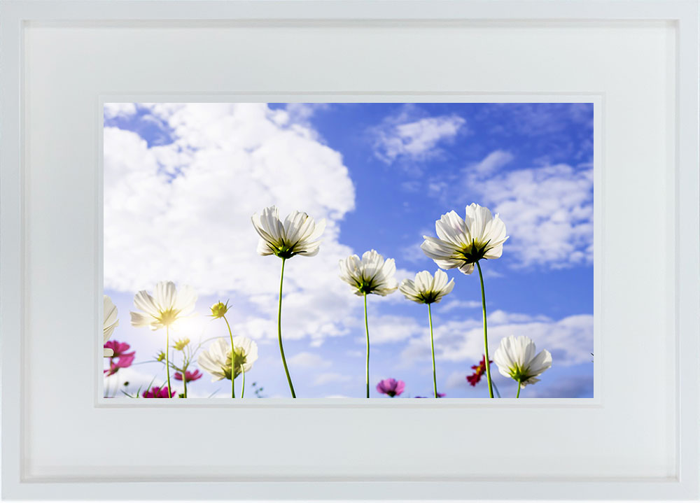 WITH FOTO インテリアフォト額装 A3 コスモスの花と空/Cosmos flowers and sky