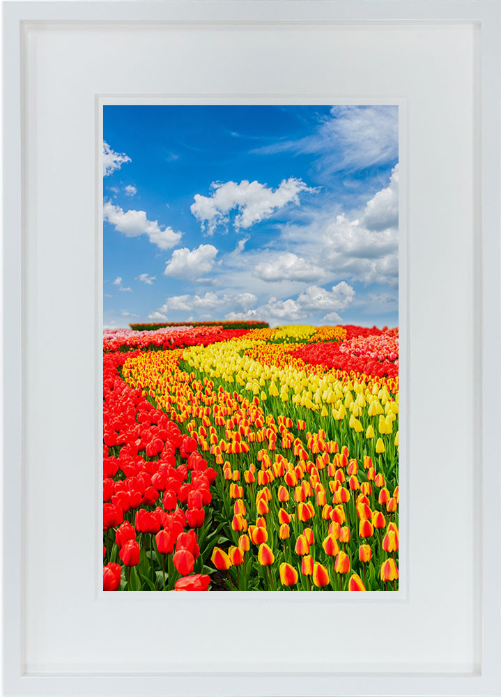 WITH FOTO インテリアフォト額装 A3 青空とチューリップ畑/Blue sky and tulip fields