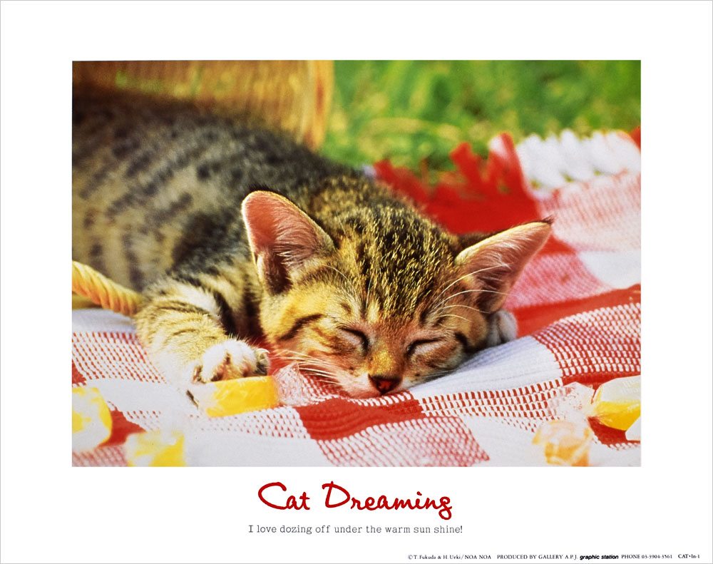 ネコ ポスター Cat Dreaming PT-1