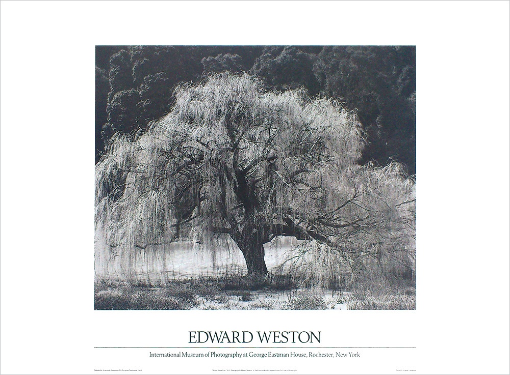エドワード・ウェストン ポスター ウィロー、サンタクルズ1933 A1033