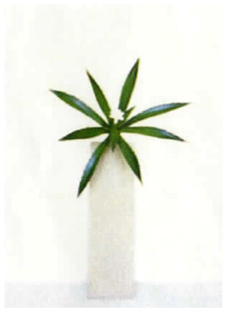 ＩＫＫＩ 版画（ジクレー） Agave American 4568