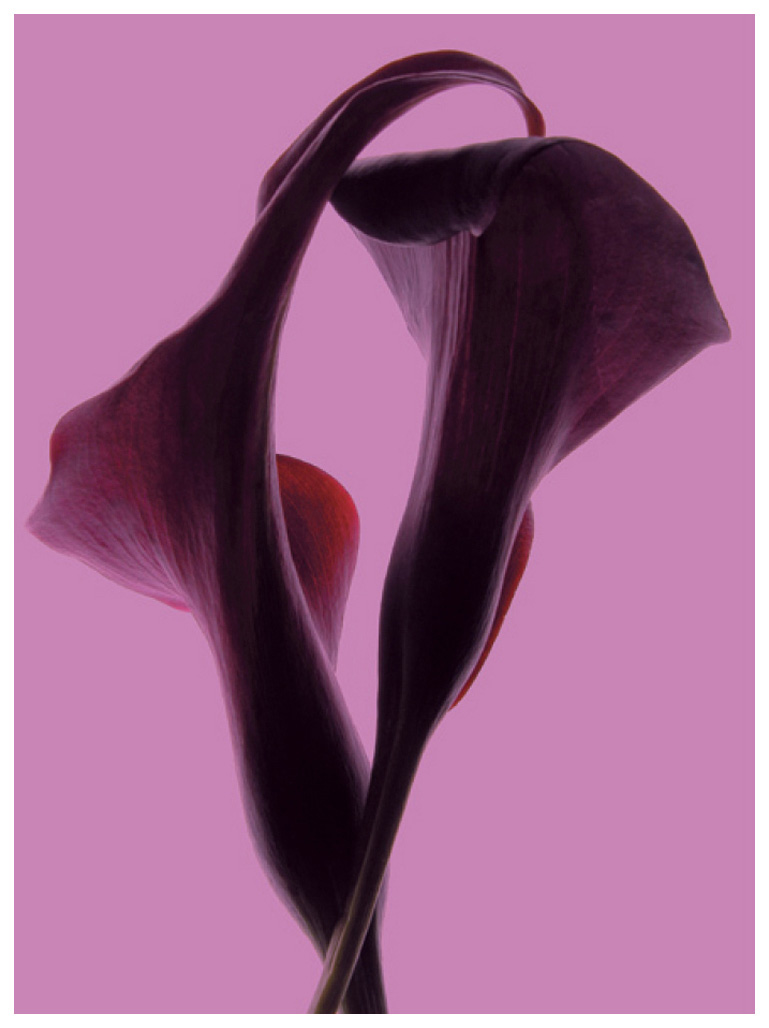 ミッシェル・ガントナー 版画（ジクレー） ピンクのアルムスリリー 4907