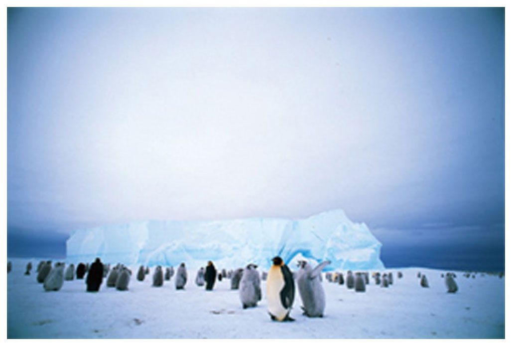 鎌倉文也 版画（ジクレー） 氷原にこだまするペンギン親子のラプソディー エンペラーペンギン 5799