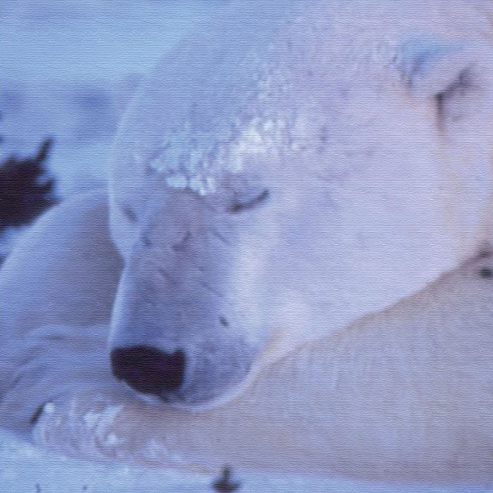 高砂淳二 版画（キャンバスジクレー） polarbear（シロクマ） 5843