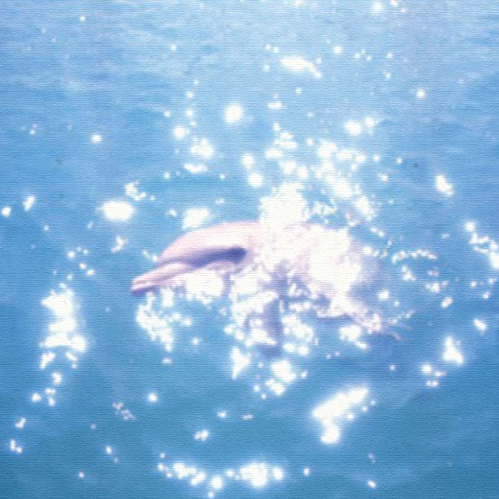 高砂淳二 版画（キャンバスジクレー） dolphin（イルカ） 5845